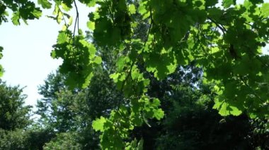 Yazın rüzgarla hareket eden meşe yaprakları