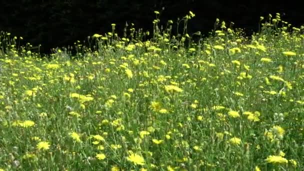 Una Extensión Flores Prado Verano — Vídeos de Stock