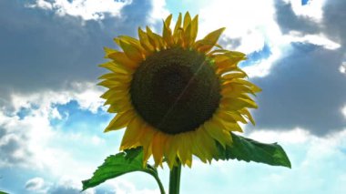 Güneş ışınları ve ışığa karşı bir ayçiçeği.