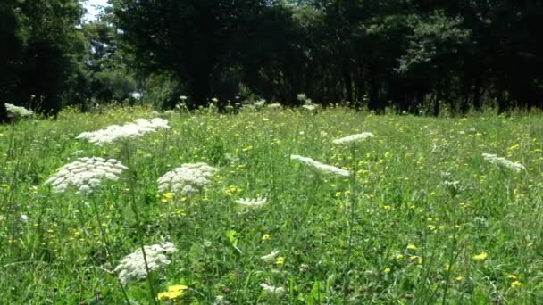 Een Aantal Vlierbessen Bloemen Een Zomer Weide — Stockvideo