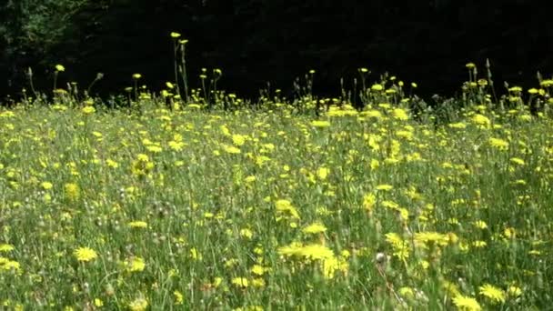 Ein Blumenmeer Auf Einer Sommerwiese — Stockvideo