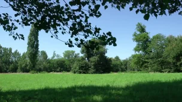 Die Vom Wind Bewegten Blätter Unter Der Baumkrone Sommer — Stockvideo