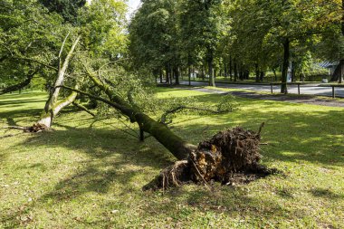 Graz, Avusturya. Ağustos, 2020. Parkta devrilmiş bir ağaç. 