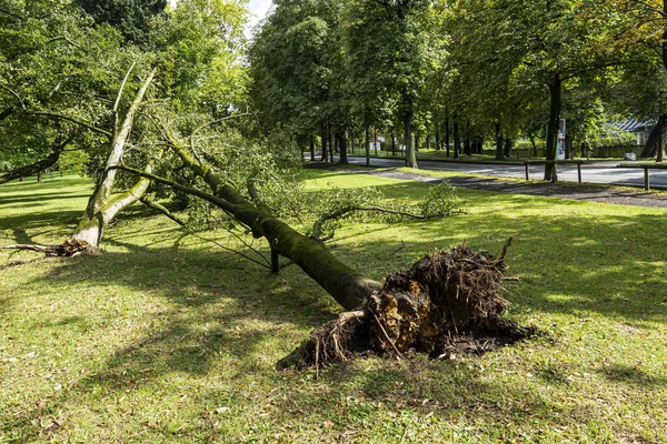 Graz, Avusturya. Ağustos, 2020. Parkta devrilmiş bir ağaç. 