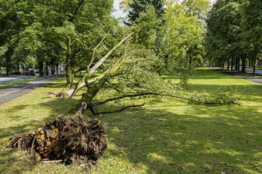 Graz, Avusturya. Ağustos, 2020. Parkta devrilmiş bir ağaç. 