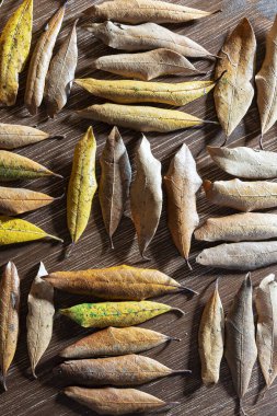 Kuru sonbahar yaprakları ahşap bir masada.