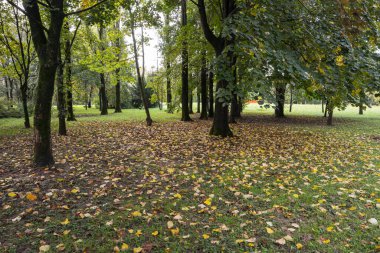 Sonbaharda çalılıklarda düşen yaprakların panoramik görüntüsü
