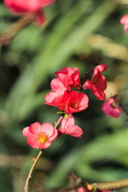 Japon eriği Pembe çiçek