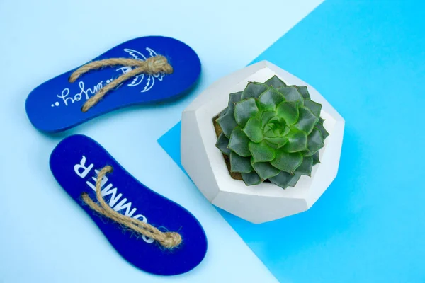 Bovenaanzicht Decoratieve Pantoffels Succulente Installatie Een Blauwe Achtergrond — Stockfoto