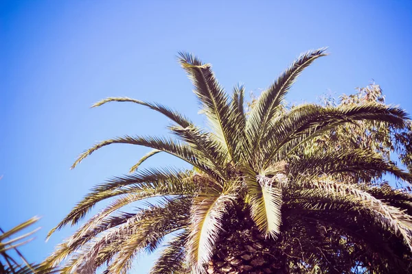 Palmera Hojas Contra Cielo Azul —  Fotos de Stock