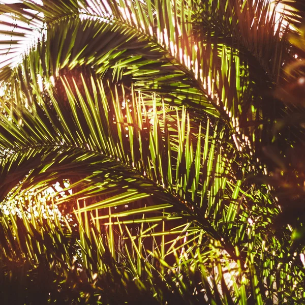 Square Image Sunny Toned Palm Leaves — Stock Photo, Image