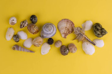 Üstten Görünüm deniz kabuklarını sarı arka plan