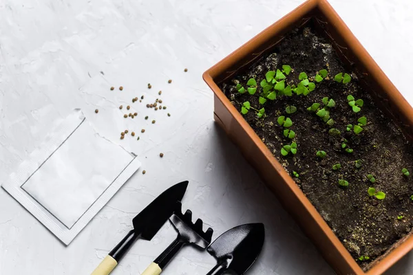 Gartenarbeit Mit Frischen Kräutersprossen Aus Basilikum Topf Gartengeräten Und Verpackung — Stockfoto