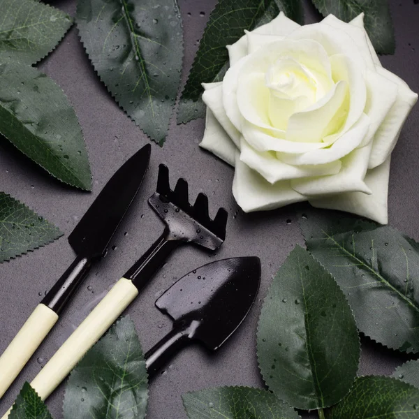 top view gardening tools , whiterose, green rose leaves