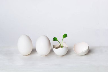 yumurta ve yeşil Filiz. yeni bir hayata doğum kavramı. ekolojik kavram.