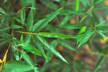 yağmur sonrası taze yeşil bambu yaprakları su damlaları ile yukarı kapatın