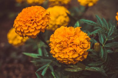 bahçede sezgin çiçek kadar kapatın