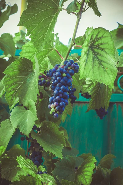 Close Bunch Grape Garden — Stock Photo, Image