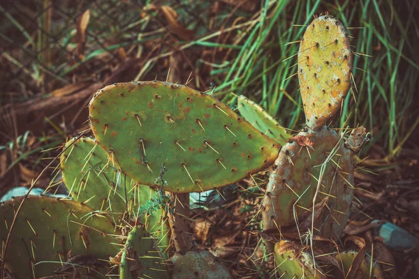 Közelről Zöld Lapos Kaktusz Kertben — Stock Fotó