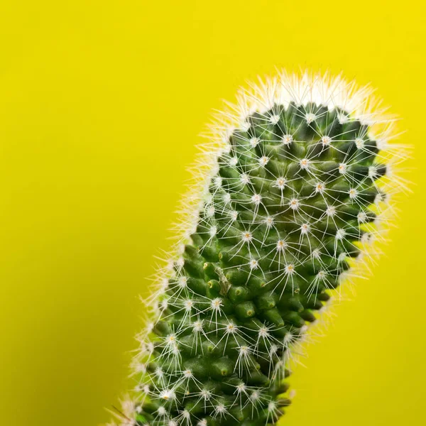 Vértes Kaktusz Világos Háttér — Stock Fotó