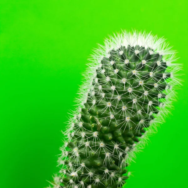 Closeup Cactus Bright Background — Stock Photo, Image