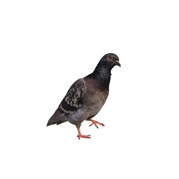 Funny Cute Surprised Pigeon Isolated White Background — Stock Photo, Image
