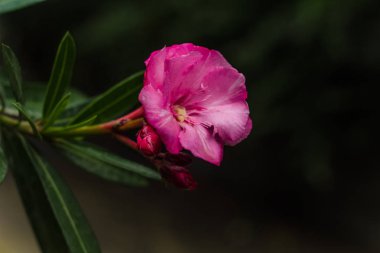 Pembe çiçek zakkum veya nerium dalı, Botanik Bahçesi, Sochi, Rusya Federasyonu.