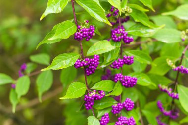 güzel beautiberry meyve bahçesinde