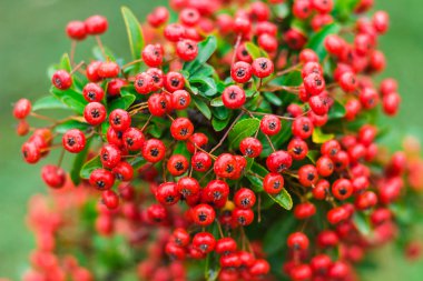 Arka bahçede Heteromeles arbutifolia veya Toyon kırmızı meyveler yeşil yeşillik üzerinde bulanık