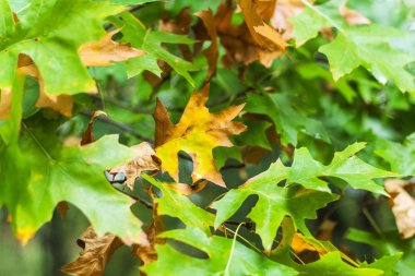 doğal zemin sonbahar meşe yaprakları. çok renkli sonbahar yaprakları.