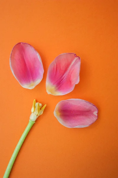 Demontované Tulipán Zářivě Oranžové Pozadí Pohled Shora Plochý Lay — Stock fotografie