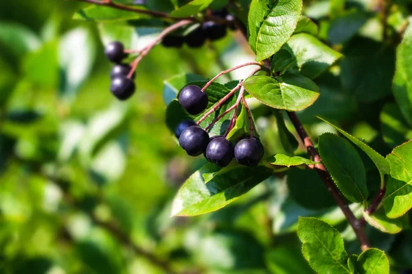 siyah chokeberry dal bahçede çilek