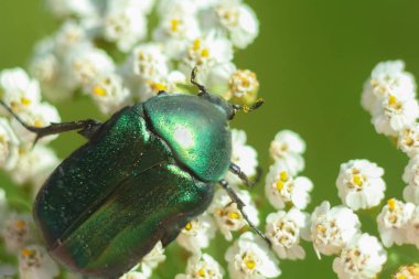 Yeşil böceği (Cetonia aurata) beyaz bir çiçek üzerinde makro