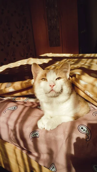Retrato Bonito Gato Sob Cobertor Ensolarado Quente Dia Móvel Fotografia — Fotografia de Stock