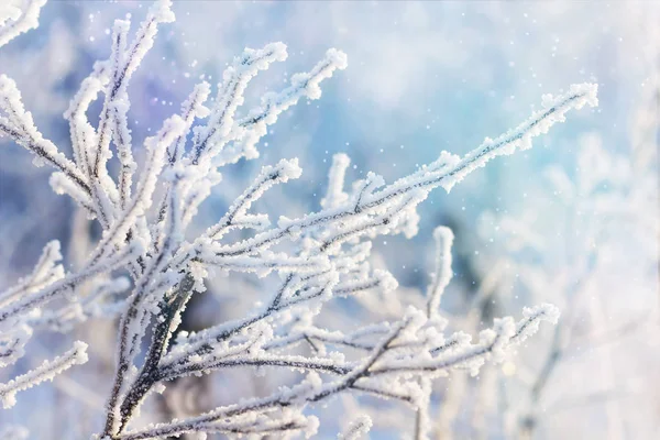 Belo Ramo Mágico Coberto Com Neve Desfocada Fundo — Fotografia de Stock