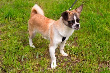 sevimli küçük köpek tasma bir yürüyüş ile