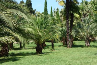 arka plan tropikal Şehir Parkı avuç içi ile yaz aylarında bulanık