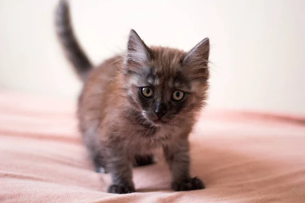 Malé Chlupaté Kotě Dece — Stock fotografie