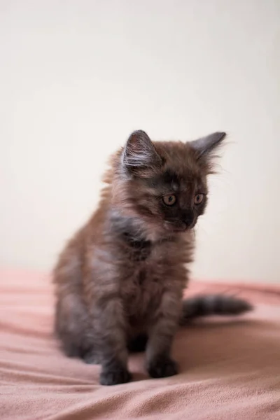 Lindo Gatito Peludo Una Manta —  Fotos de Stock