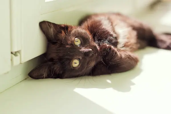 Lindo Gatito Peludo Alféizar Ventana — Foto de Stock