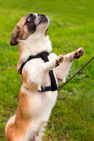 sevimli küçük köpek tasma bir yürüyüş ile