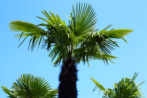 Vista Inferior Cinco Palmas Contra Cielo Azul — Foto de Stock