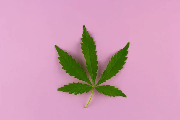 Vista Superior Hoja Marihuana Sobre Fondo Brillante —  Fotos de Stock
