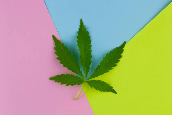 Bovenaanzicht Marihuana Blad Een Lichte Achtergrond — Stockfoto
