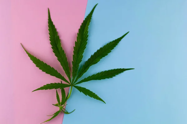 Bovenaanzicht Marihuana Blad Een Lichte Achtergrond — Stockfoto