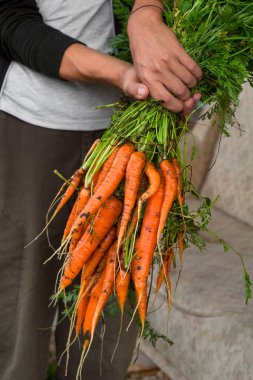 adam bir sürü havuç ellerini, taze çiftlik havuç hasat