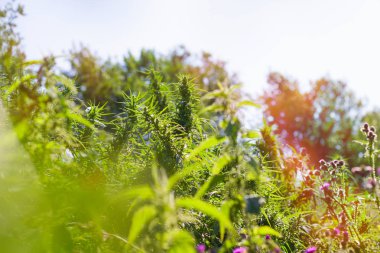 esrar esrar çiftlik, güneşli tonda alanında büyür