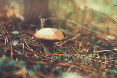 sonbahar ormanda mantar