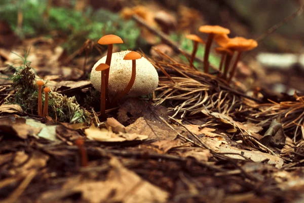 Champignon Dans Forêt Automne — Photo