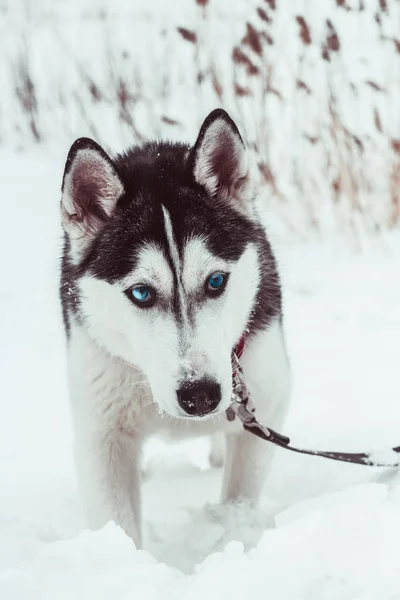 Belo Cão Husky Parque Inverno Retrato Cão Husky — Fotografia de Stock